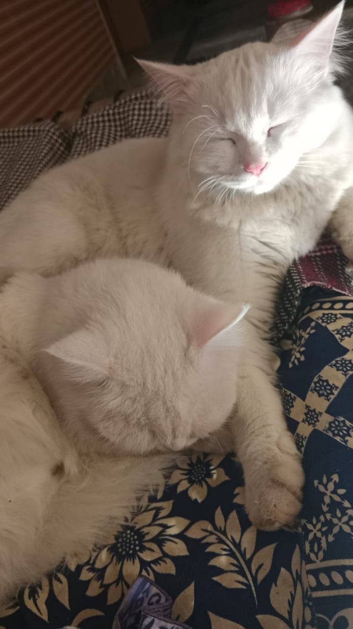 Cute Cats Couple 1