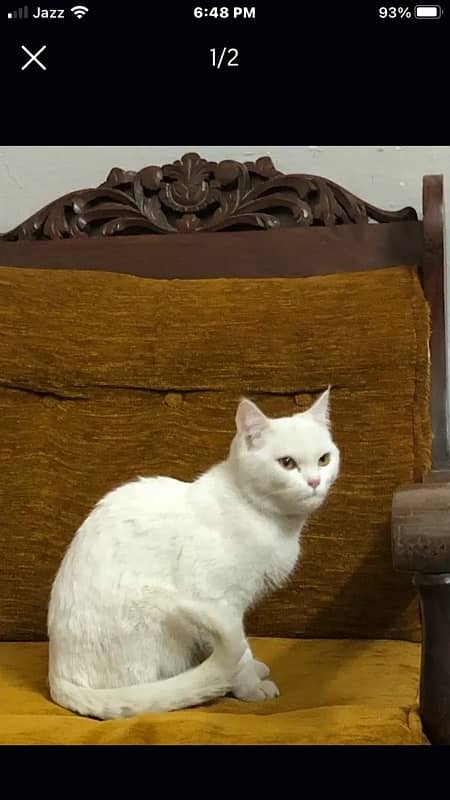 persian cat for sale 0