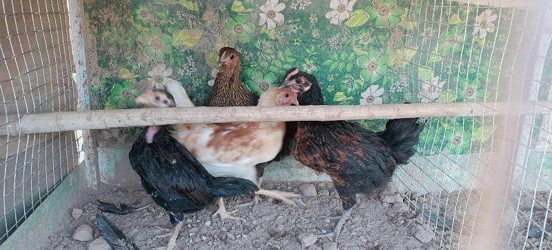 3 desi chicks and 1 mianwali aseel chick 2