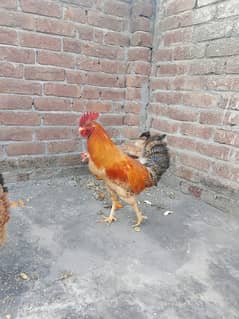 2desi murigya daily 2 egg laying 1 murga