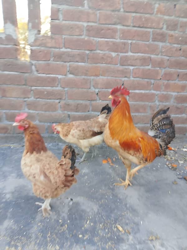 2desi murigya daily 2 egg laying 1 murga 1