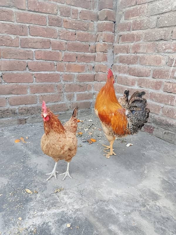 2desi murigya daily 2 egg laying 1 murga 2