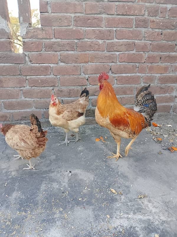 2desi murigya daily 2 egg laying 1 murga 5