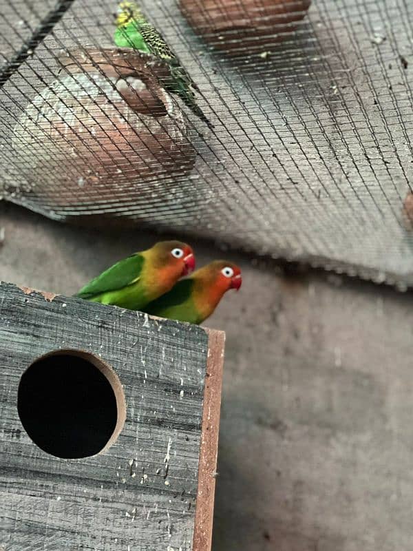 Pure Breeder lovebirds 1