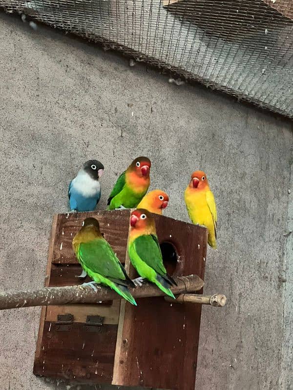 Pure Breeder lovebirds 2