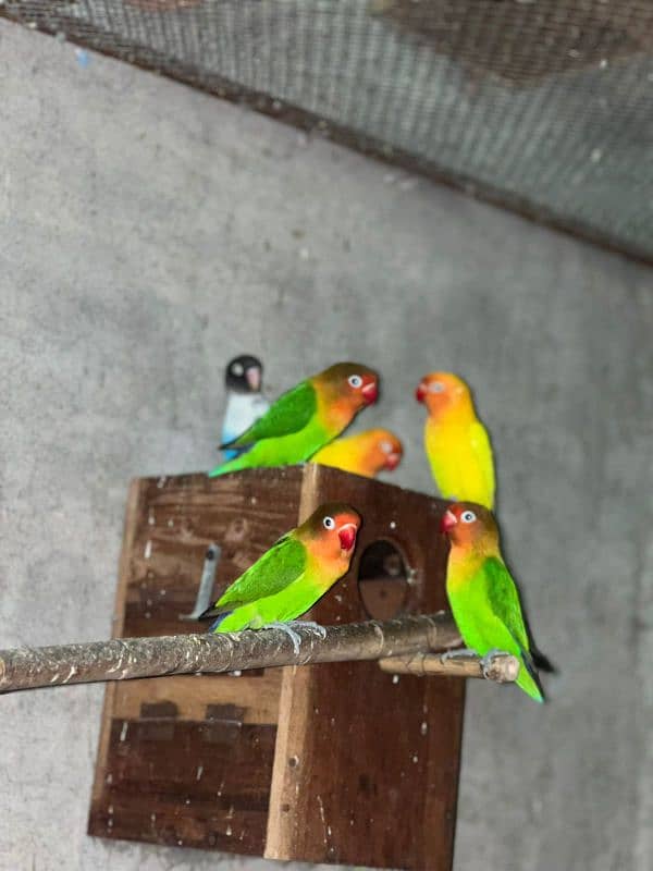 Pure Breeder lovebirds 3