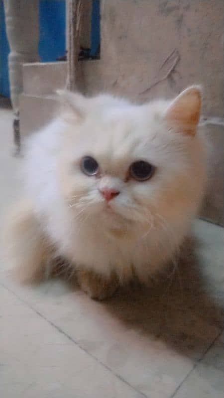 Persian cat pair 3