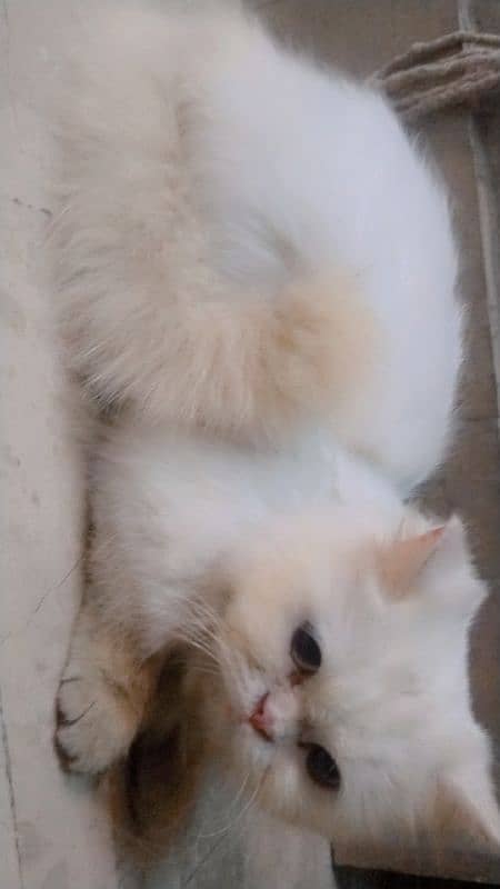 Persian cat pair 4