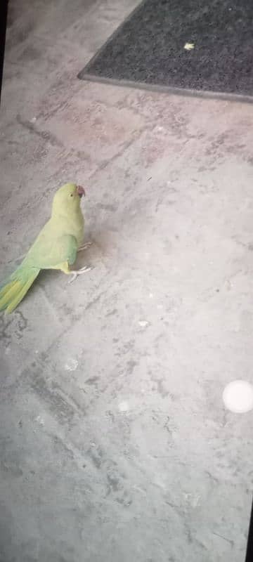 green parrot Fully breder pair ha all okay ha 6