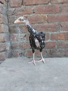 2 month aseel chicks for sale