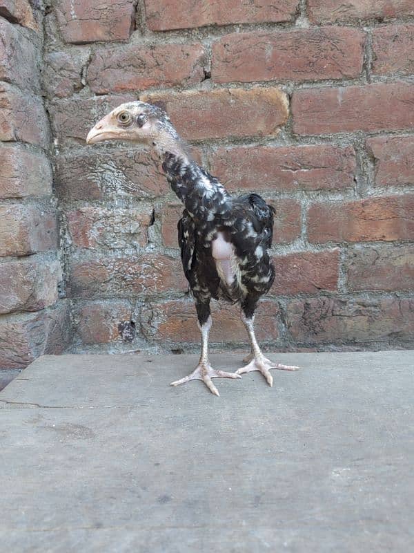 2 month aseel chicks for sale 0