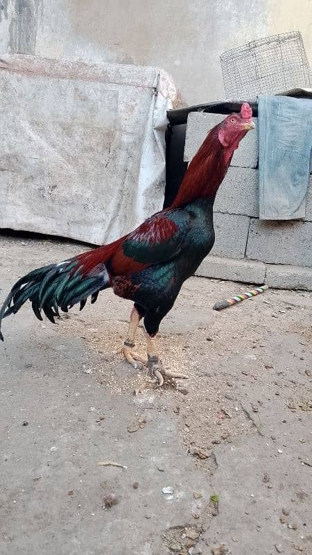 Aseel chicks for sale 4