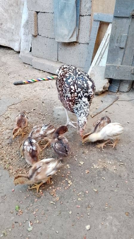 Aseel chicks for sale 5