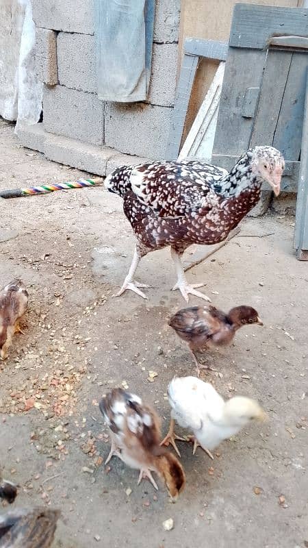 Aseel chicks for sale 6