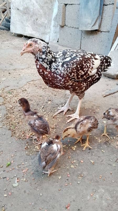 Aseel chicks for sale 7