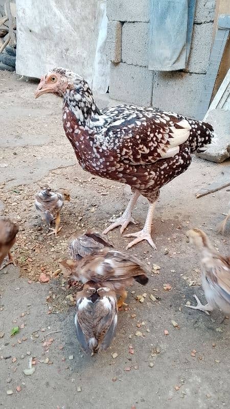 Aseel chicks for sale 8