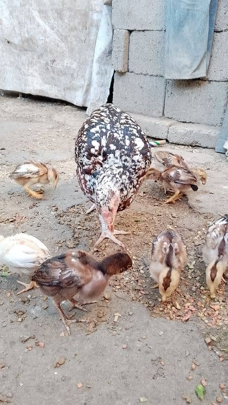 Aseel chicks for sale 9