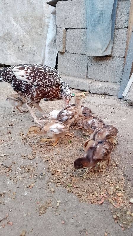 Aseel chicks for sale 10