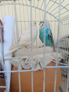 Australian Parrot Type Budgie