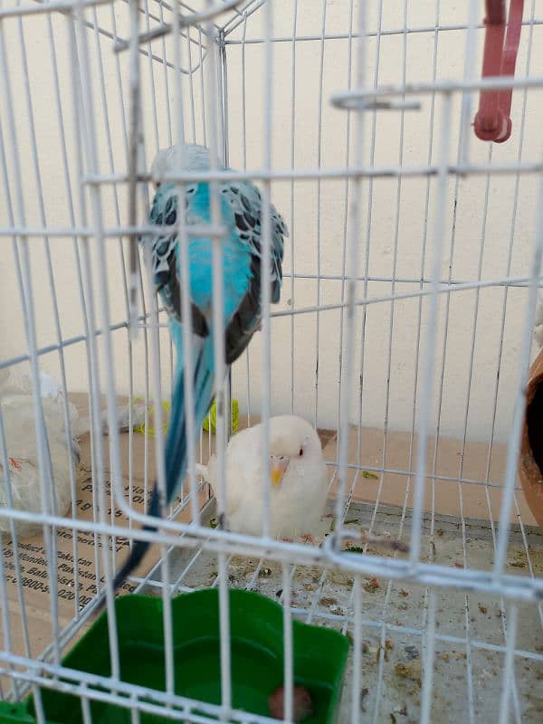 Australian Parrot Type Budgie 3