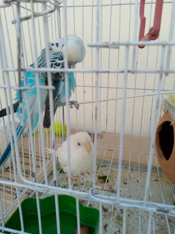 Australian Parrot Type Budgie 4