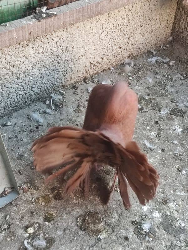 fantail young pair and red male for sale 7