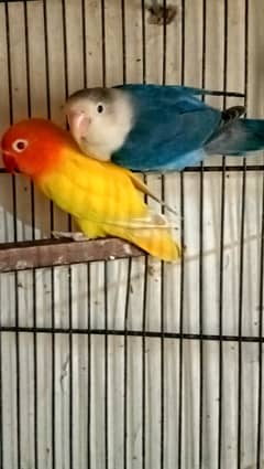 Lovebirds and banglies Breeder Pairs