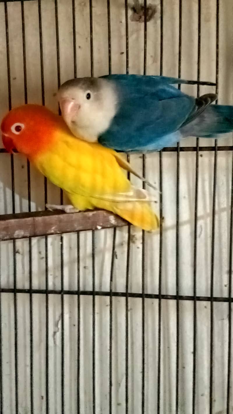 Lovebirds and banglies Breeder Pairs 0