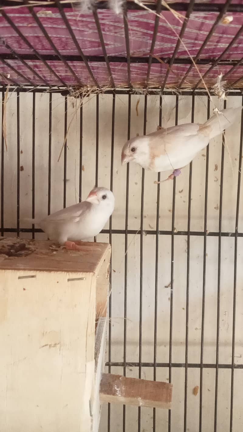 Lovebirds and banglies Breeder Pairs 1