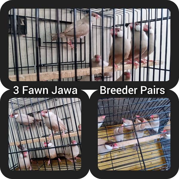 Available Breeder Pairs 1