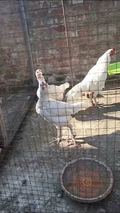 pure white hera aseel chicks 40 days age