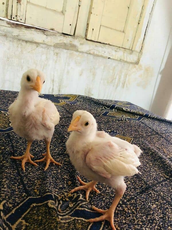 pure white hera aseel chicks 40 days age 2