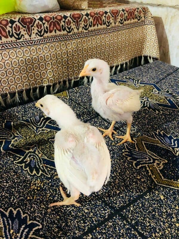 pure white hera aseel chicks 40 days age 3