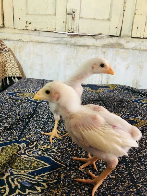 pure white hera aseel chicks 40 days age 4