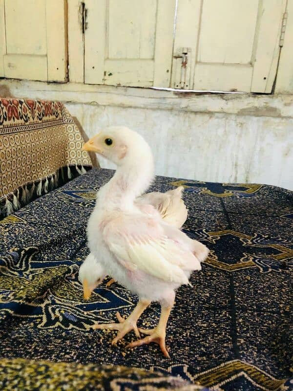 pure white hera aseel chicks 40 days age 5