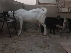 gulabi bicholi bakri with kahmori bakra bacha