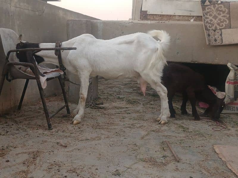 gulabi bicholi bakri with kahmori bakra bacha 1