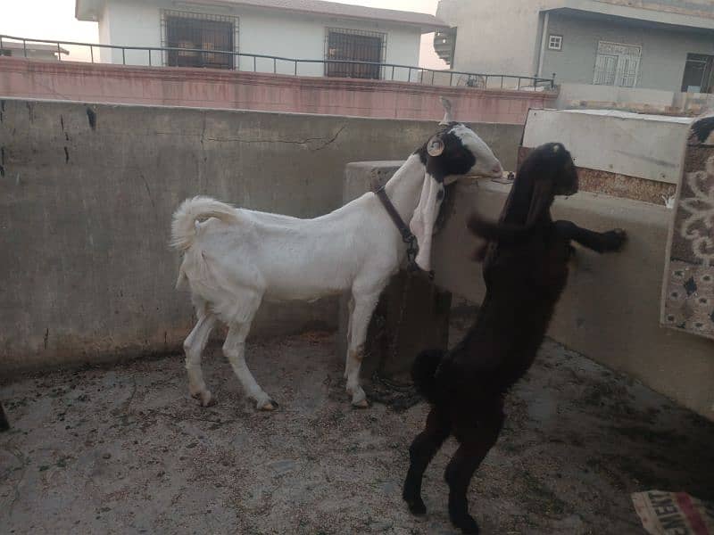 gulabi bicholi bakri with kahmori bakra bacha 2