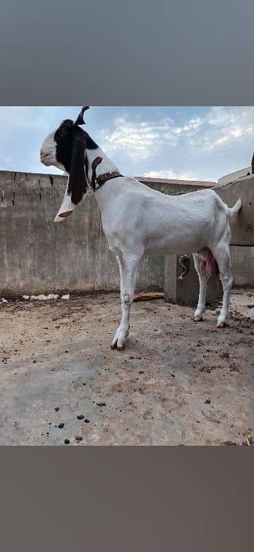 gulabi bicholi bakri with kahmori bakra bacha 5