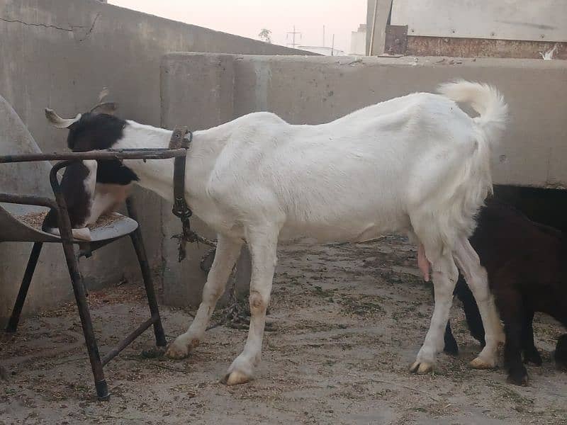 gulabi bicholi bakri with kahmori bakra bacha 6