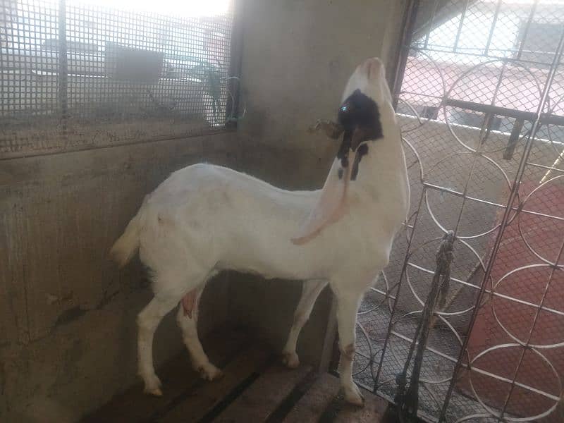 gulabi bicholi bakri with kahmori bakra bacha 8