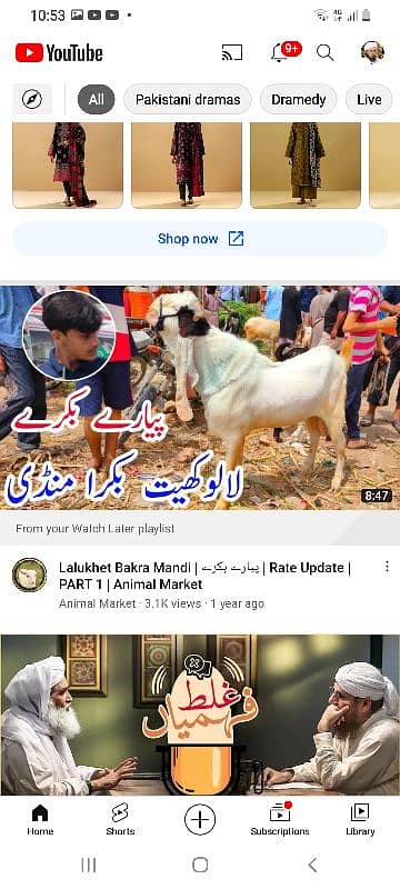 gulabi bicholi bakri with kahmori bakra bacha 9