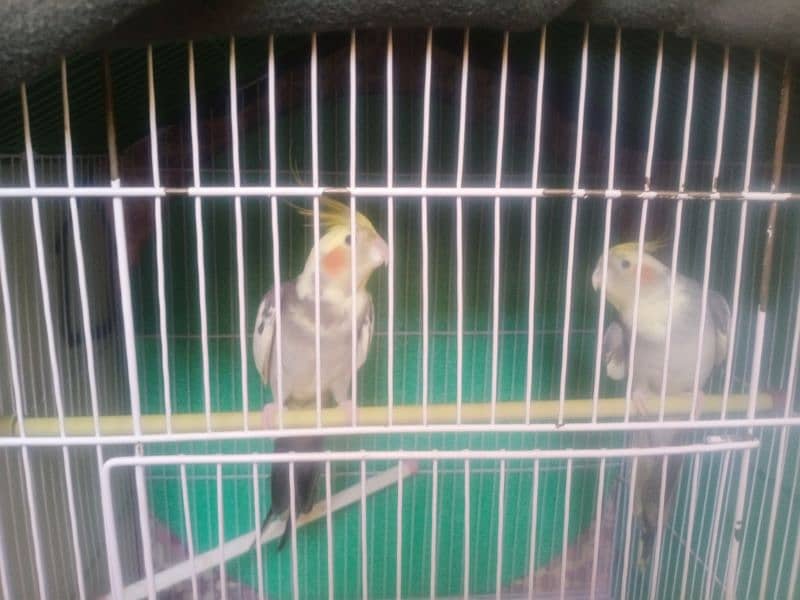 Tame Cocktail pair for sale 2