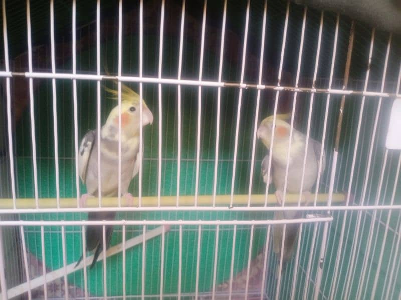 Tame Cocktail pair for sale 3