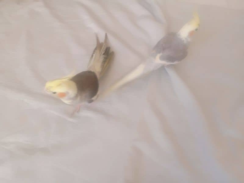 Tame Cocktail pair for sale 4