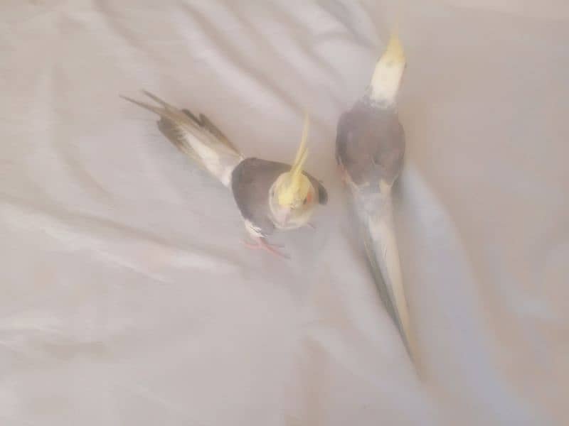 Tame Cocktail pair for sale 5