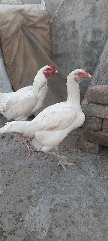 German Shamo pair Active&healthy 8