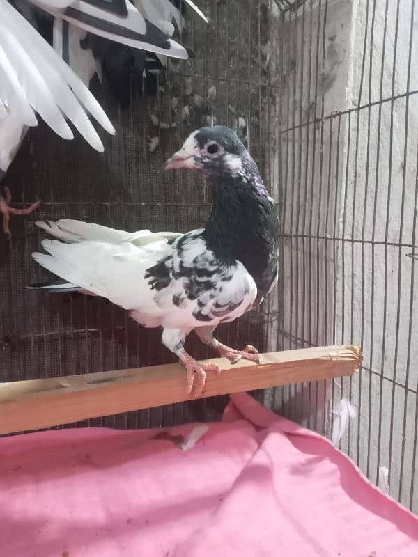 pigeons for sale 0