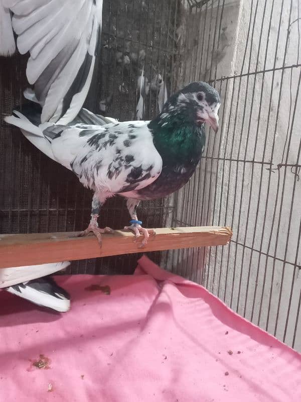 pigeons for sale 1