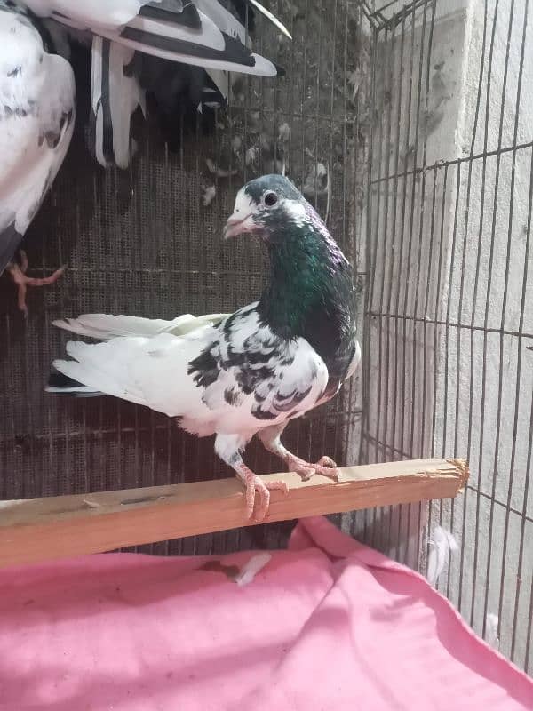 pigeons for sale 2